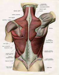 Muscular system anatomy human muscular system human muscle anatomy. Muscles Of The Human Back Art Print By Graphicaartis