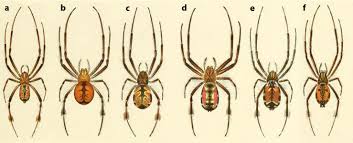 Fluttershy rd aj and rarity's reaction to lucas. Tackling Taxonomic Redundancy In Spiders The Infraspecific Spider Taxa Described By Embrik Strand Arachnida Araneae