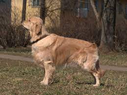 A long haired lab is a labrador retriever with two copies of a recessive gene which causes them to grow a longer, finer, wavier coat than typical labradors. Golden Retriever Simple English Wikipedia The Free Encyclopedia