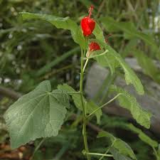 Image result for Volusia amboinensis