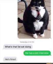 The meme is a combo between taylor armstrong, a star on the tv show the real housewives of beverly hills, and the white cat, smudge. What S That Fat Cat Doing He Has A Job Interview He S Hired Ifunny
