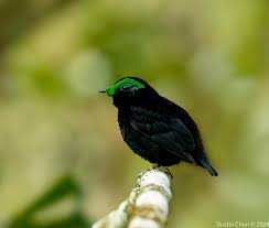 Image result for Peponium vogelii