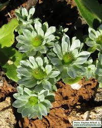 Image result for Vigna pygmaea