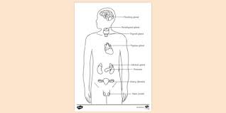 Learn more about human anatomy with these free resources. Free Printable Anatomy And Physiology Colouring Page
