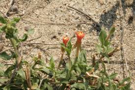 Image result for Oenothera indecora