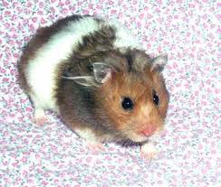 Long haired hamsters do need some additional care as their fur, if not brushed regularly, can become matted! Teddy Bear Hamsters Banded Tri Color Long Haired This Is The One I Want Sooo Cute