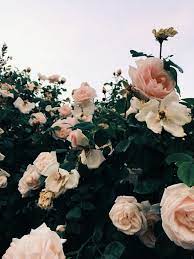 Follow Me On Insta Heynika Com Pink Roses Garden Roses Wild Roses Pink Roses Aesthetic Pink Aesthetic Light Pastel Pink Aesthetic Aesthetic Wallpapers