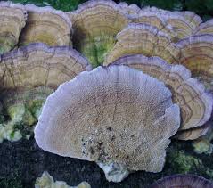 Image result for Trichaptum biforme