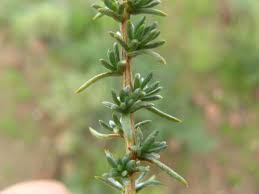 Image result for Eriocephalus ambiguus