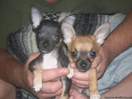 Find what you are looking for or create your own ad for free! Chihuahua Puppies Price 400 00 For Sale In Baltimore Maryland Best Pets Online