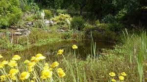 Gartenteich 5 tipps für die pflege des feuchtbiotops. Den Gartenteich Als Biotop Gestalten Mdr De