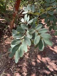 Image result for Baikiaea