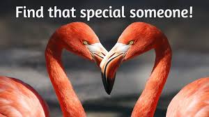 The best international dating sites have forever changed the dating scene by effectively eliminating geographical borders and introducing singles to love interests abroad. Best International Dating Sites 2021 What Are Your Options