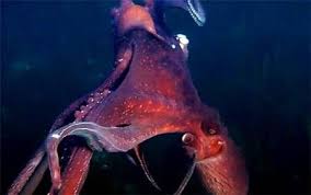 Natural Science Home Movies Science And Nature Octopus
