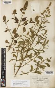 Image result for Cantinoa americana