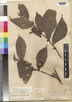 Image result for Grewia pubescens