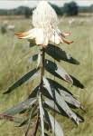 Image result for Protea welwitschii × angolensis