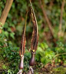 Image result for Sauromatum venosum