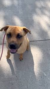 Kelly Lupas-Licenced Real Estate Agent