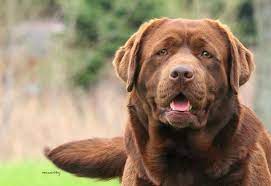 Found 151 labrador retriever pets and animals ads from michigan, us. Cherryacre Labradors
