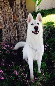 It's a large dog breed at about 25 to 32 inches tall, weighing around 100 pounds. 40 White German Shepherd Names The Paws