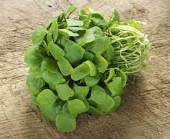 The health benefits of purslane include its ability to aid in weight loss, improve heart health, and ensure healthy growth and development of children. Purslane Health Benefits And Therapeutic Value