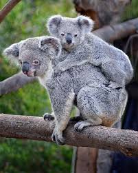 Backseat Driver Koala Bear Baby Animals Koala