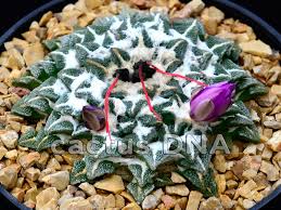 Image result for Kotschya carsonii