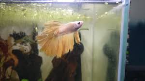 Betta Fish Long Time Lurker Finally A Couple Of Weeks Ago I Found Him And Fell In Love Immediately Yosei Says Hello Betta Fish Betta Say Hello