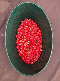 Image result for Synsepalum revolutum