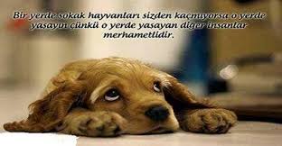 Ilgili Resim Kopek Hayvanlar Kedi