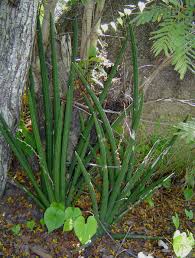 Image result for Sansevieria pearsonii