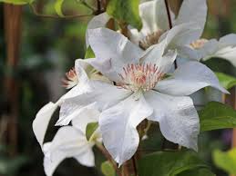 I read sources that categorize it as a group 2 clematis and other sources that categorize it as a group 3. Waldrebe Chantilly Tm Evipo 021 N Clematis Chantilly Tm Evipo 021 N Baumschule Horstmann