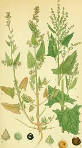Image result for Atriplex
