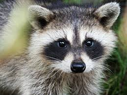 Image result for æ̡ç†Šå›¾ç‡