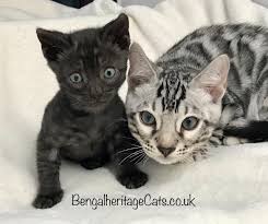 You want to choose a name as unique as their. Bengal Kittens For Sale Bengalheritage Cats