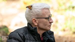 Anderson Cooper treks into Mexico's remote mountains just in time to see  the monarch butterflies emerge and take flight. 60 Minutes, Sunday.  60Minutes.com