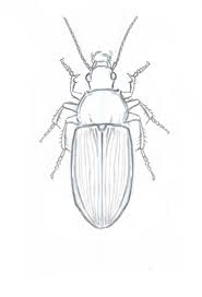 How To Draw Insects Understanding And Drawing The Legs Part 2 Bug Art Insect Art Projects Insect Art