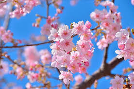 3d disesuaikan wallpaper romantis bunga sakura lukisan langit. Page 2 Sakura Cherry Blossoms Hd Wallpapers Free Download Wallpaperbetter