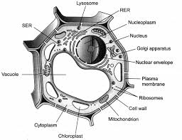 The plasma membrane is the covering of the cell that separates the contents of the cell from its external environment. Draw A Well Labelled Diagram Of Plant Cell Class 8 Shefalitayal