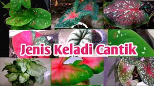 Maybe you would like to learn more about one of these? 8 Jenis Bunga Keladi Dan Namanya Yang Mesti Anda Tau Cantik Cantik Dan Indah Youtube