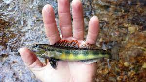 Tva Says It Has Discovered New Fish Species In Tennessee Fish Tennessee River Species