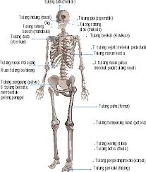 Organ Gerak Hewan Dan Manusia Yahoo Hasil Image Search Manusia Hewan Gerak