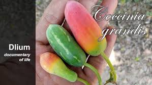 Image result for Coccinia