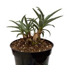 Image result for Ledebouria Unidentified sp. no3.