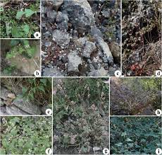 Image result for Afrobrunnichia erecta