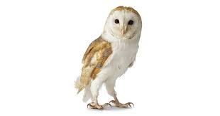 Owl Facts for Kids | Information About Owls | DK Find Out