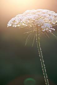 Gossamer At Dusk A Stem Of Queen Anne S Lace