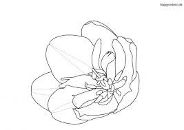 Tulpe Malvorlage Kostenlos Tulpen Ausmalbilder