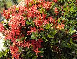 Image result for Ixora longipedunculata